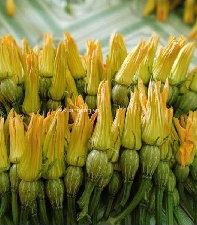 Túi 5 Gram Hạt Giống Bí siêu nụ - VTNT
