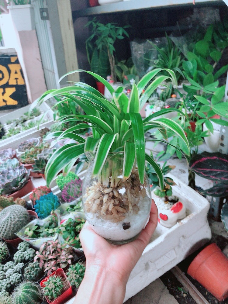 Cây Cỏ Lan Chi Thủy Sinh