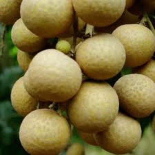 cây giống nhãn hạt lép thái lan - cây ăn quả