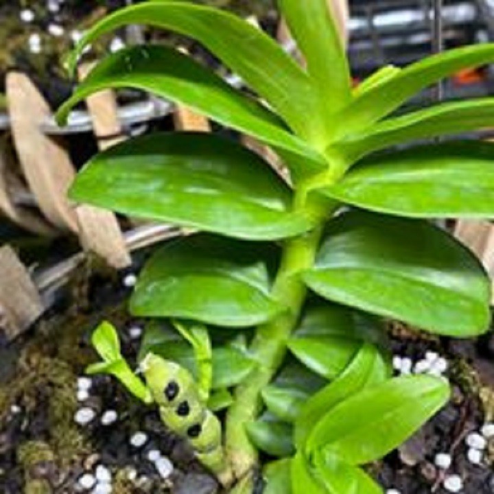 Hoa lan - trầm rừng myamar