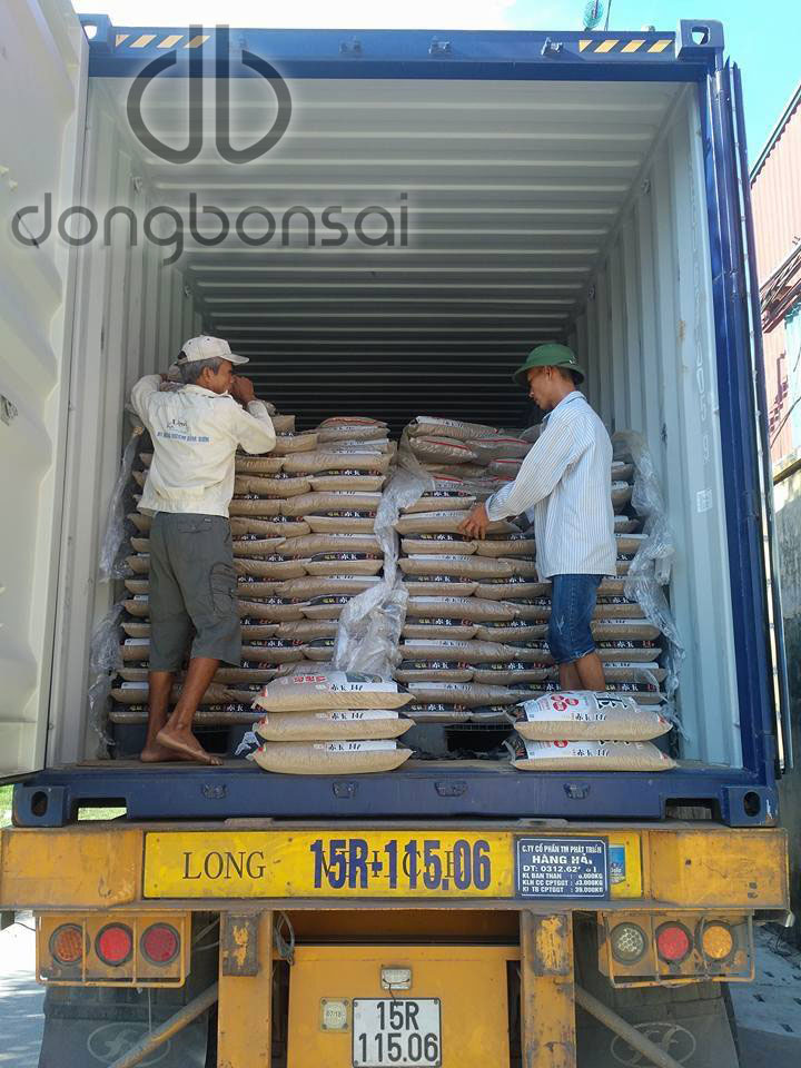 Đất nung Hard Akadama SS Ryusen Nhật Bản