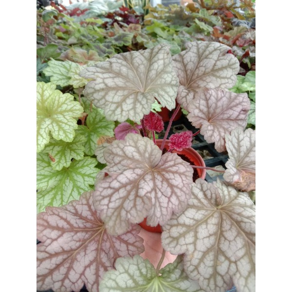 Cây Chuông San Hô - HEUCHERA - Cây Lá May Mắn ️