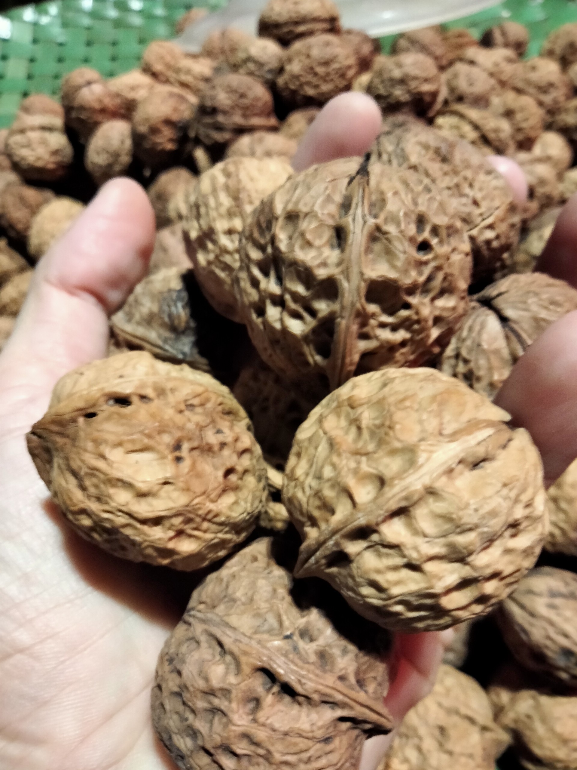 Đặc sản hạt dẻ Sapa ngọt bùi