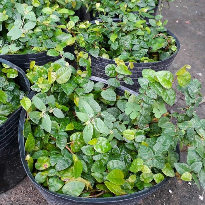 Cây leo thằn lằn