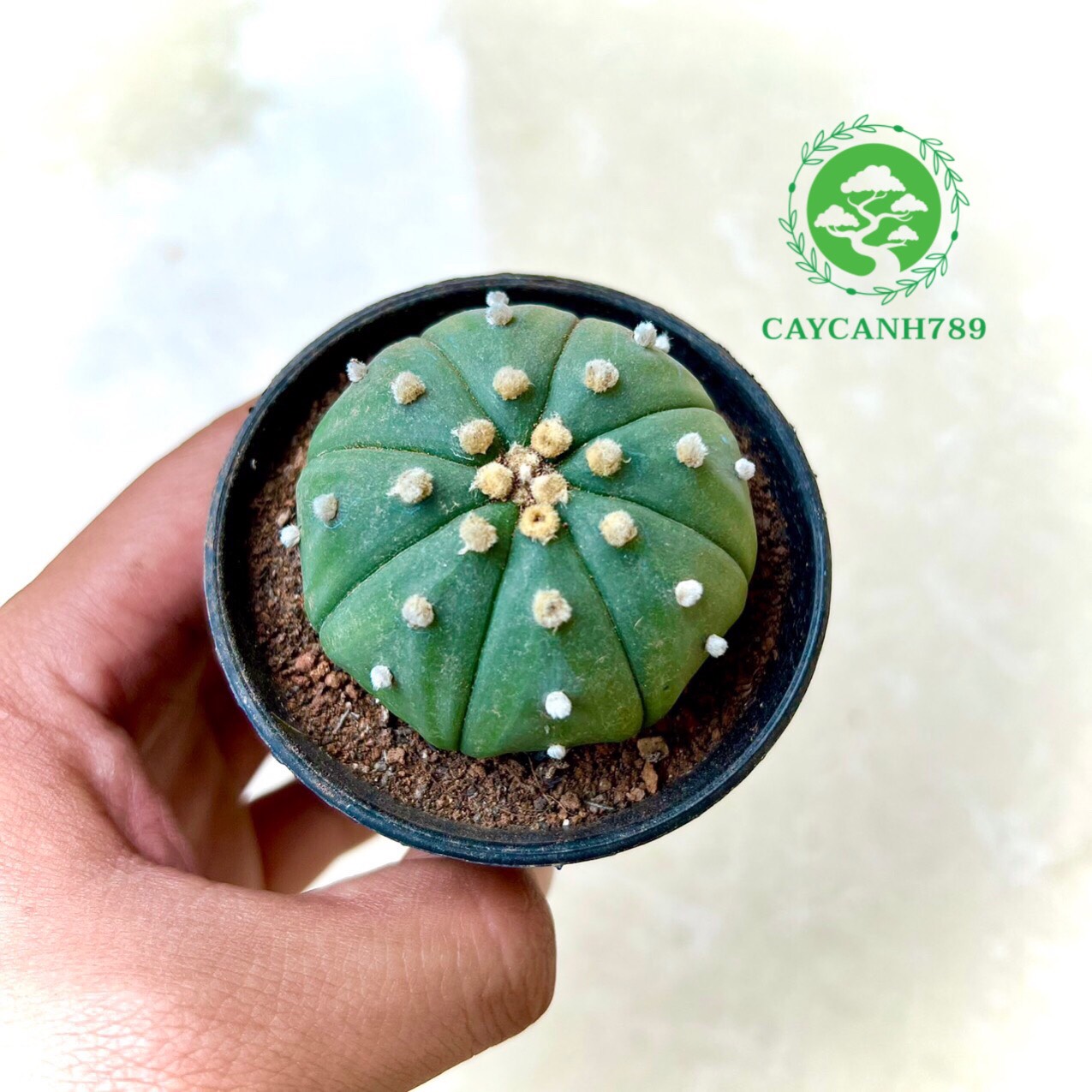 Cây xương rồng bí ngô
