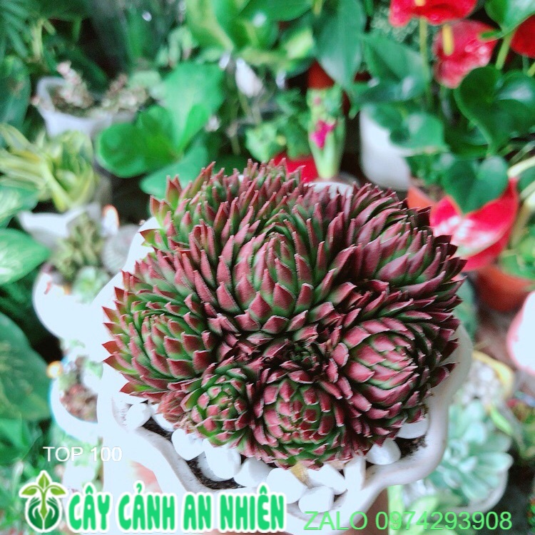 Chậu sen phật bà đỏ