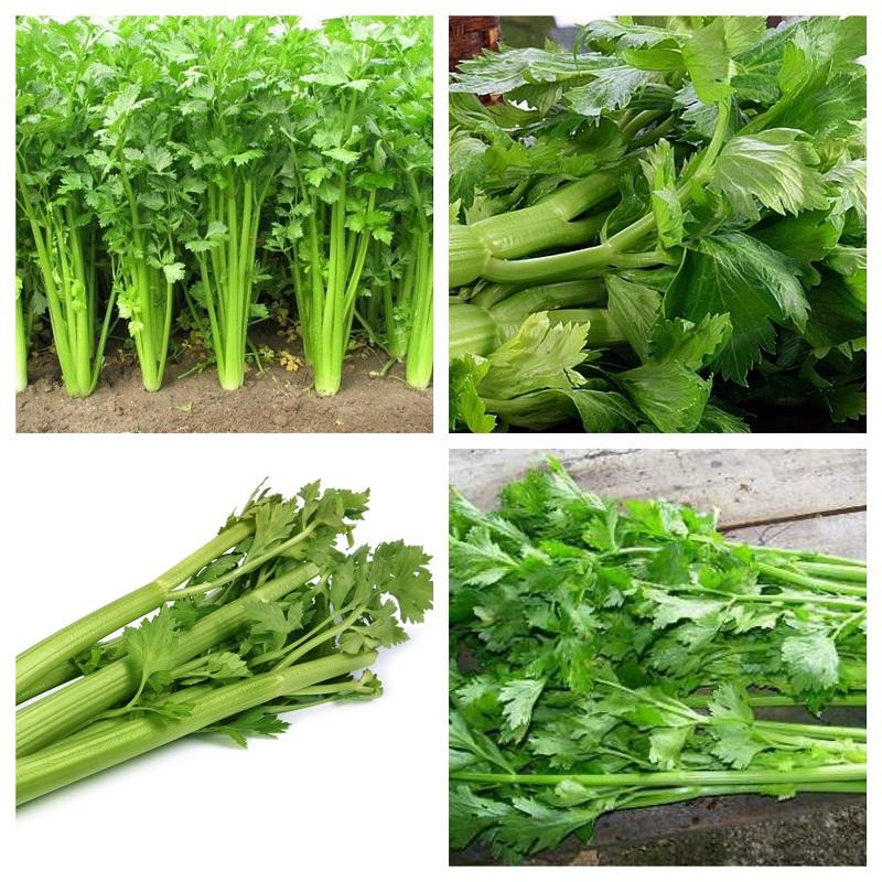 Combo 2 gói hạt giống rau cần cây ( 1 gói đỏ + 1 gói xanh )