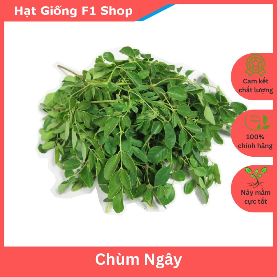 Hạt Giống Chùm Ngây Nhiều Nhánh (2 Gam)