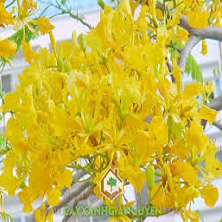 CÂY GIỐNG HOA PHƯỢNG VÀNG