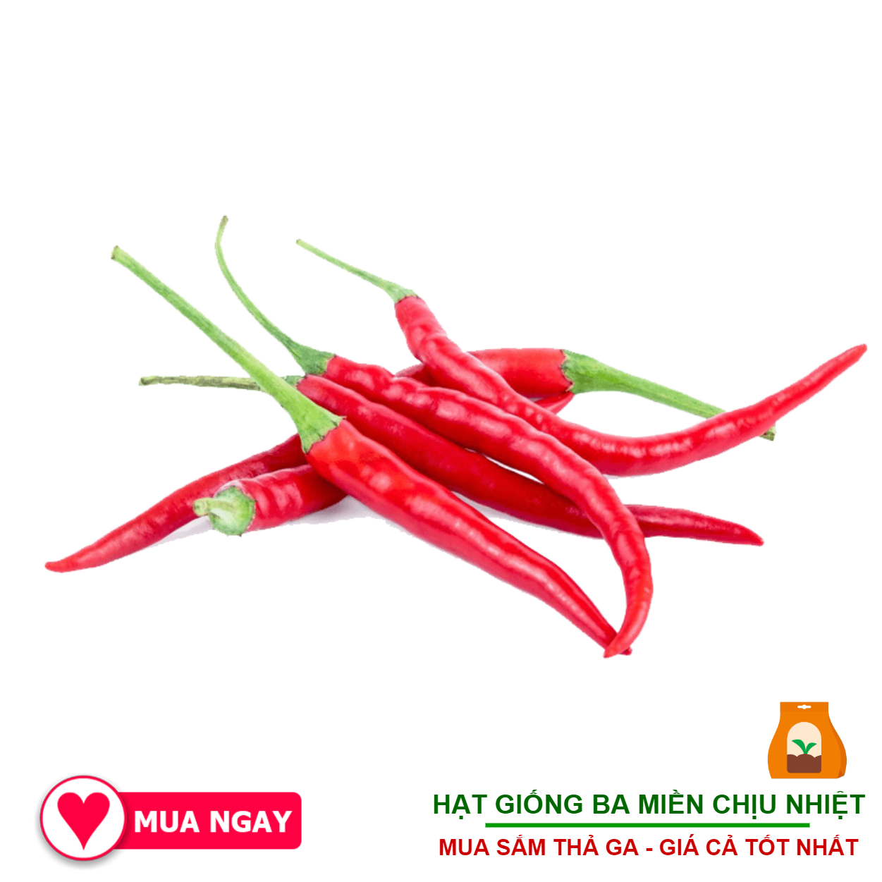 Hạt giống ớt chỉ địa lai f1 rạng đông