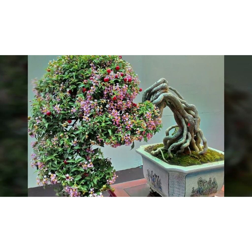 CÂY HỒNG NGỌC MAI!