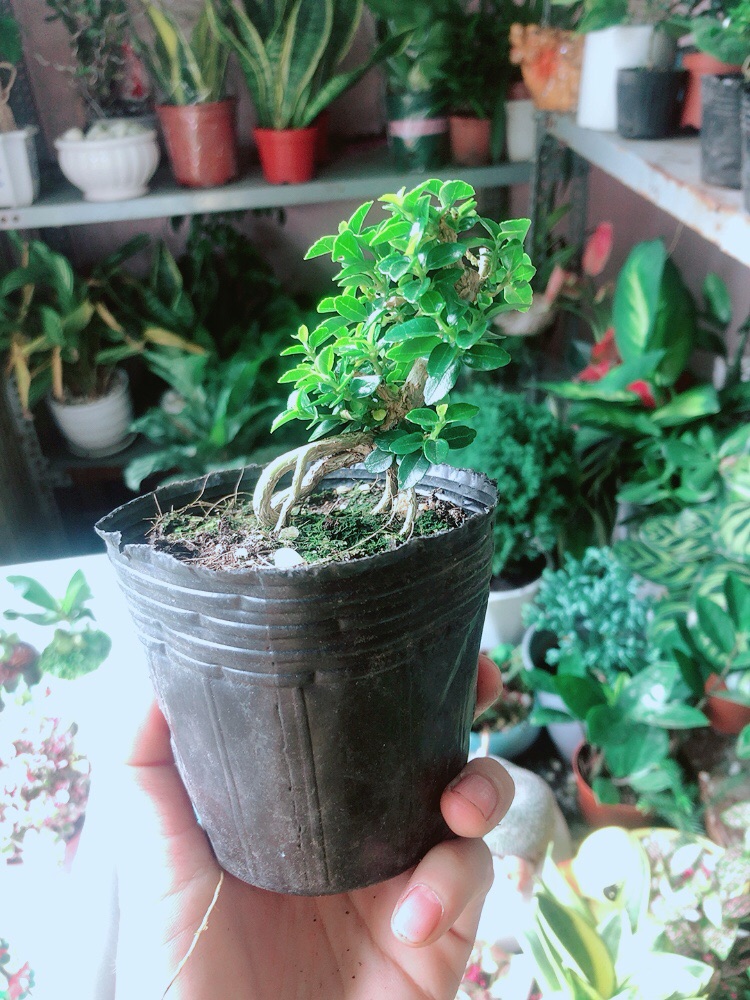 [HCM]Sam Hương Bonsai
