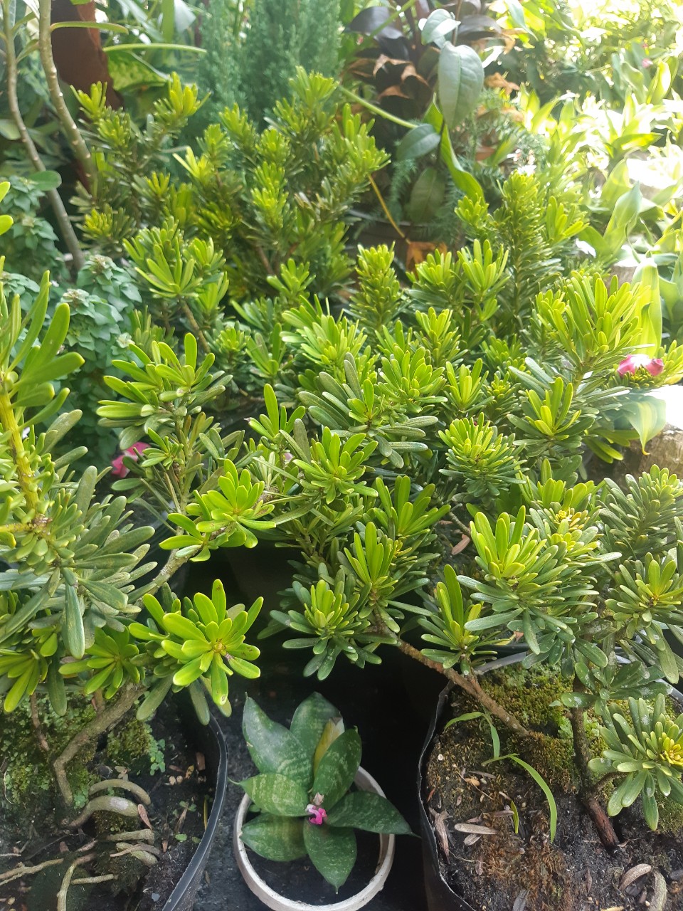 tùng kim cương CAO TRÊN 25CM
