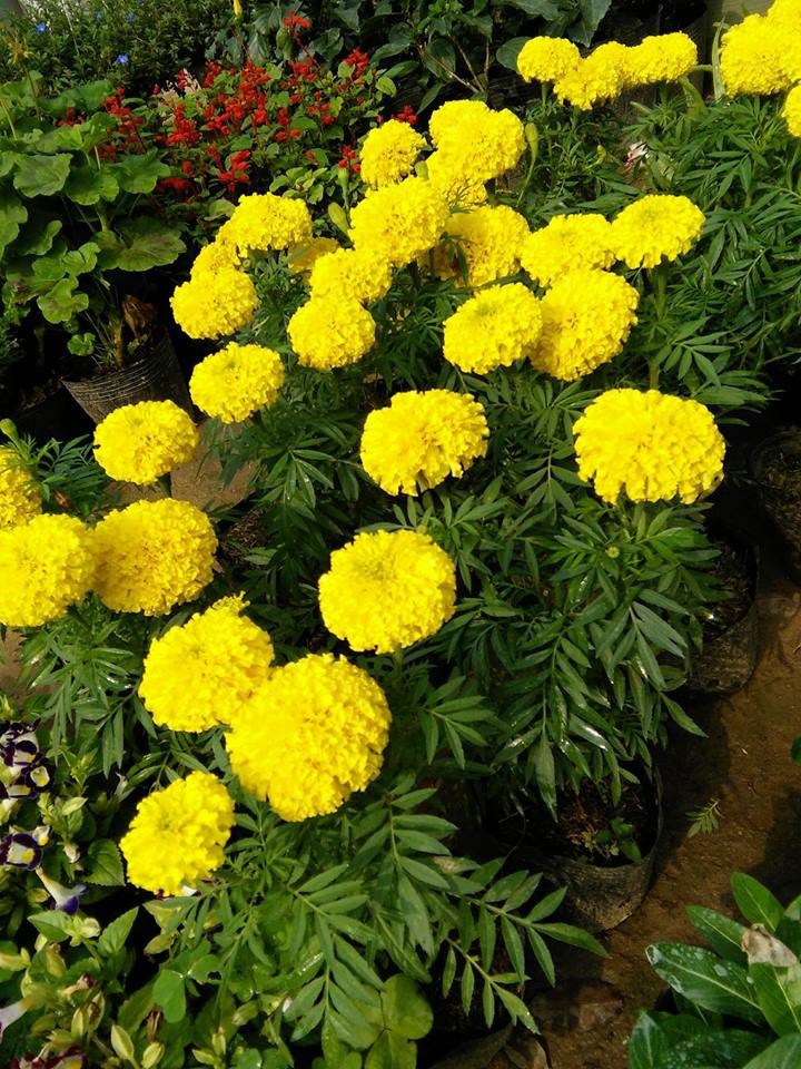 American Marigold Seeds - Pack of 200 Seeds