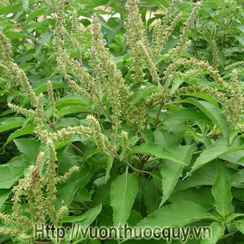 Tinh chất thảo mộc mọc tóc Mộc Nhan, tóc mọc nhanh, hết hói, Mộc Nhan Natural