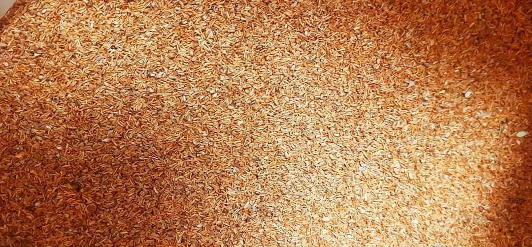 500gram hạt bạch đàn trắng giống