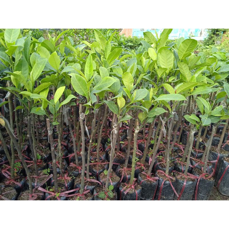 Mít tố nữ siêu trái