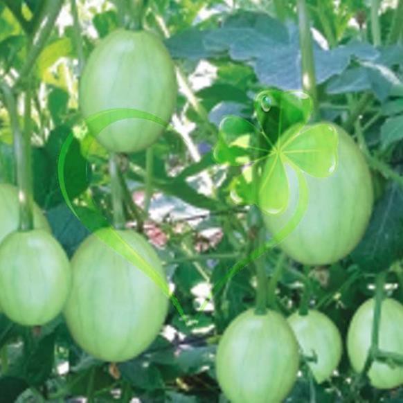Hạt giống dưa hấu nụ, dưa canh - gói 5 gram