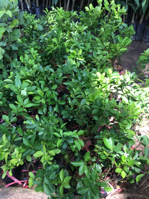 Cây tắc giống (cây quất)