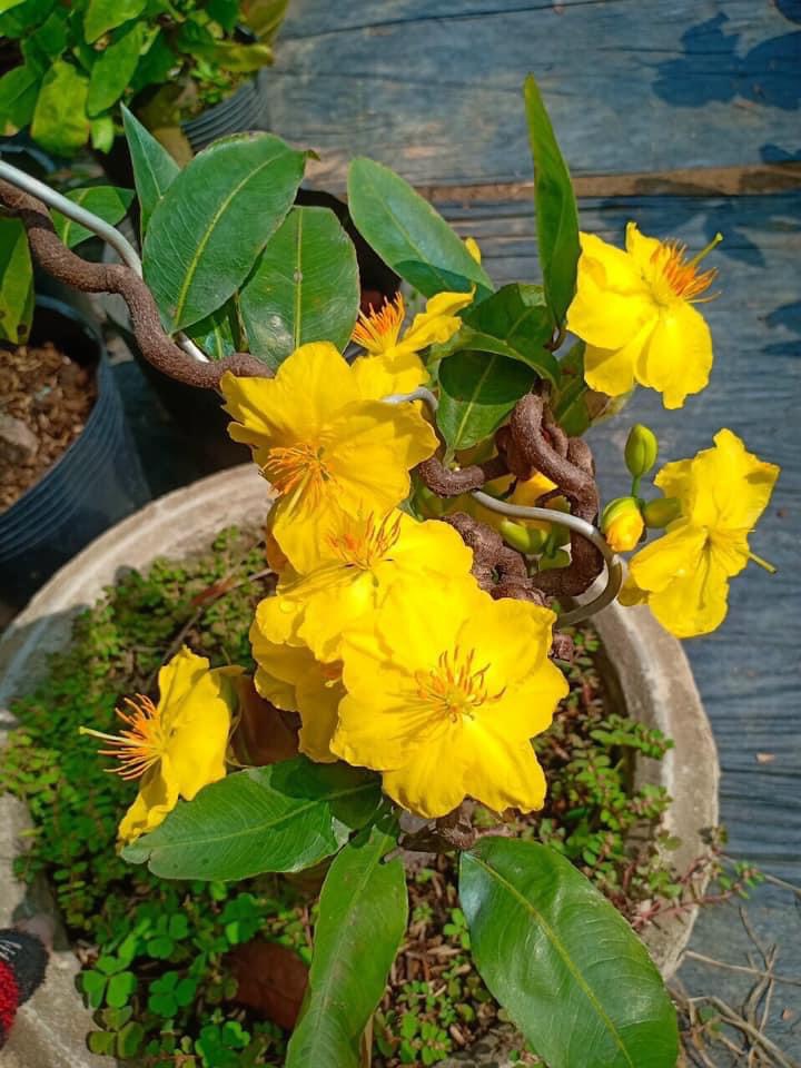 Cây Mai Tự Xoắn độc lạ