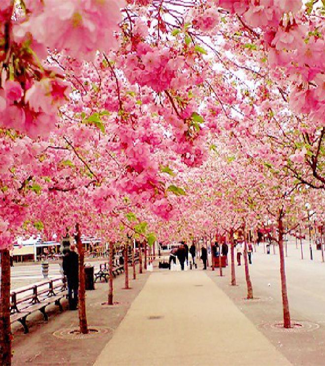 Japanese Cherry Blossom Seeds (10 Seeds)