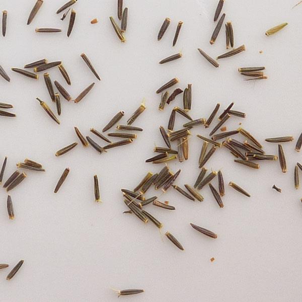 stevia seeds - High Quality Seeds