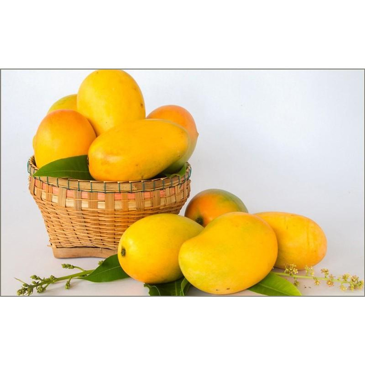 Cây giống Xoài Thanh ca .