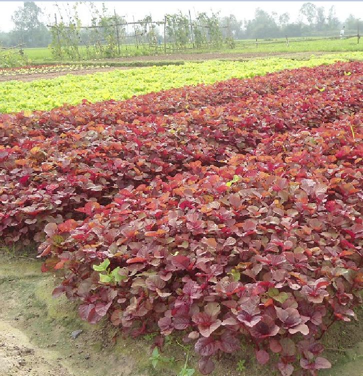 "Gói 20Gr Hạt " Hạt giống rau dền đỏ lá liễu