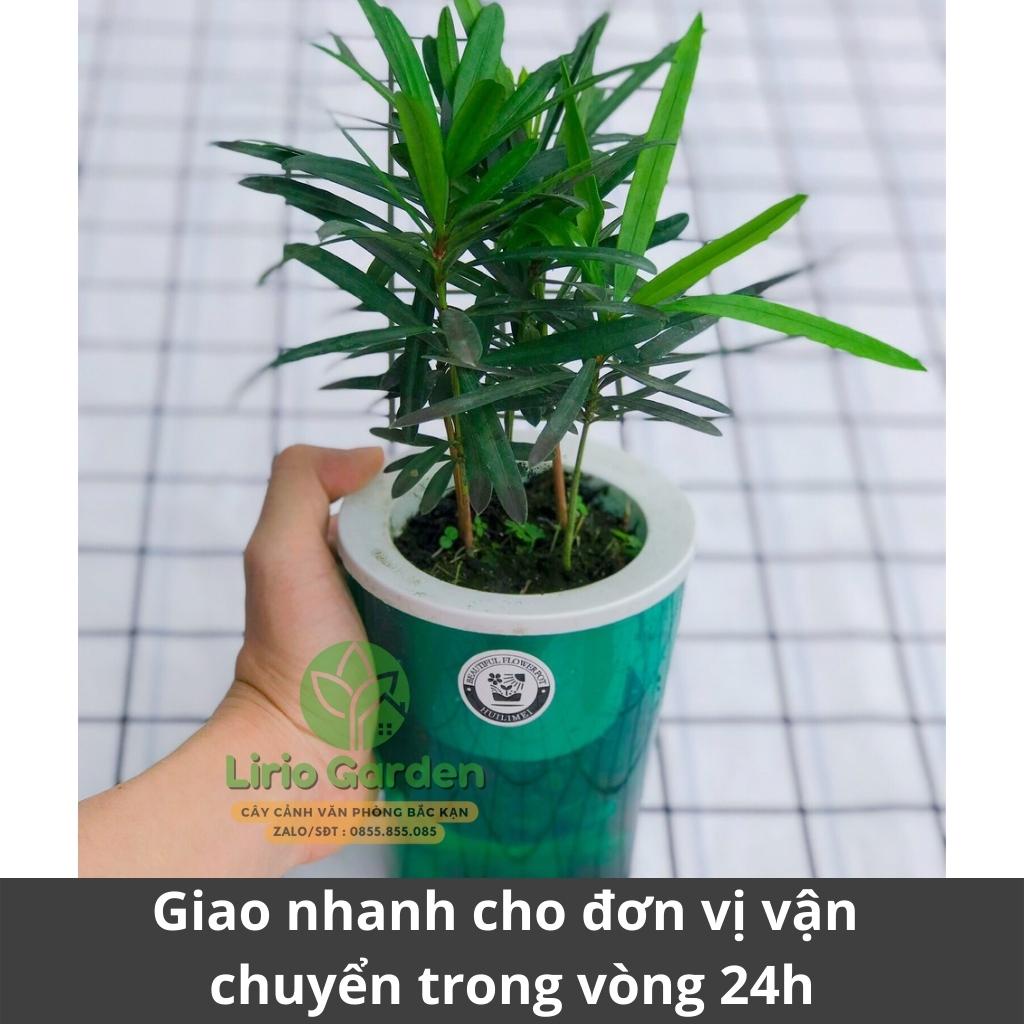 [ quà tặng kèm ] cây tùng la hán thủy sinh