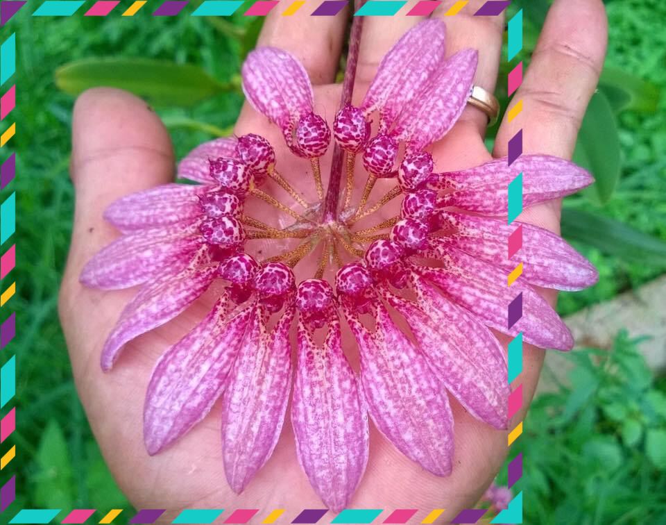 Hoa Lan lọng xoè