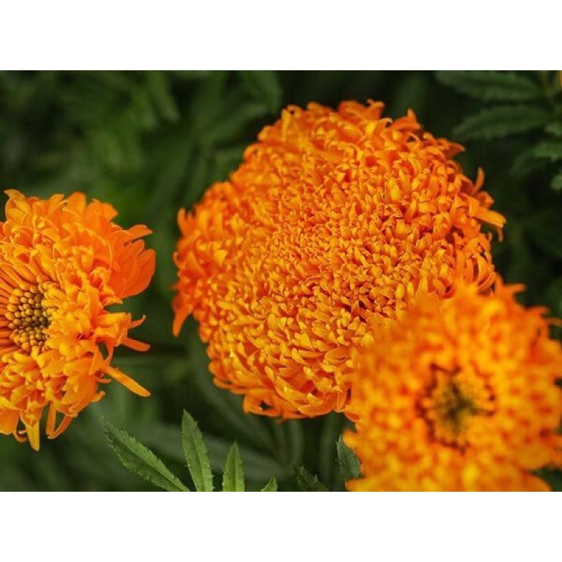 Hạt Giống Cúc Vạn Thọ Châu Phi - African Marigold - 50 Hạt