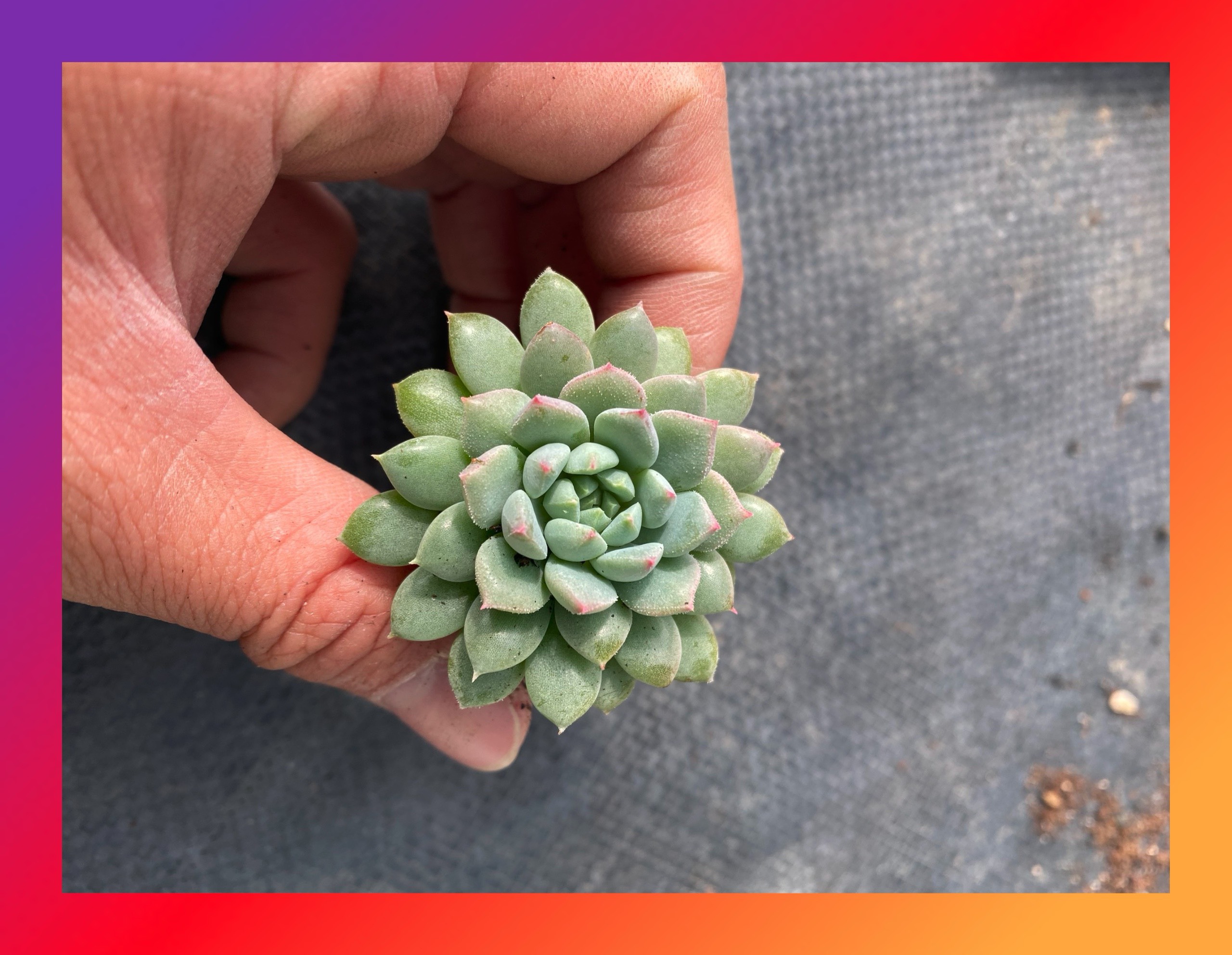 SEN ĐÁ DÙ XANH SIZE MINI SIÊU KHỎE ĐẸP LỖI 1 ĐỔI 1