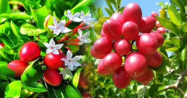 Cây Siro cao 30cm (ảnh thật)