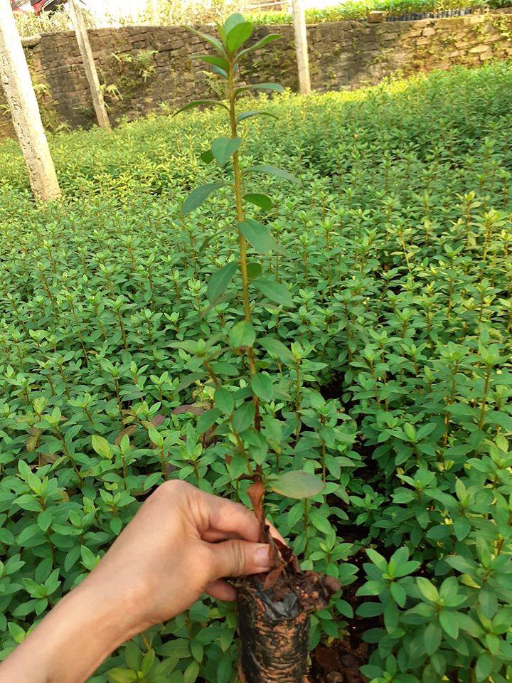 BẦU CÂY GIỐNG HOA ĐỖ QUYÊN