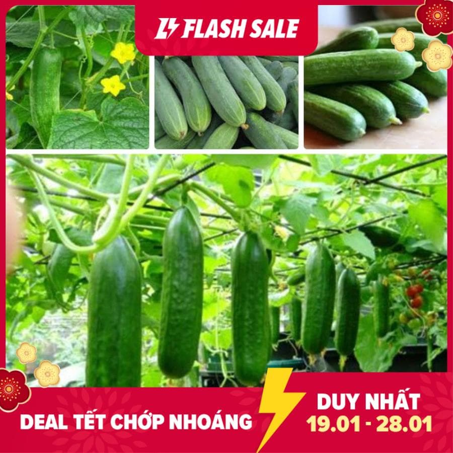 11F Hạt Giống Dưa Chuột Nếp Ta - 10 Hạt