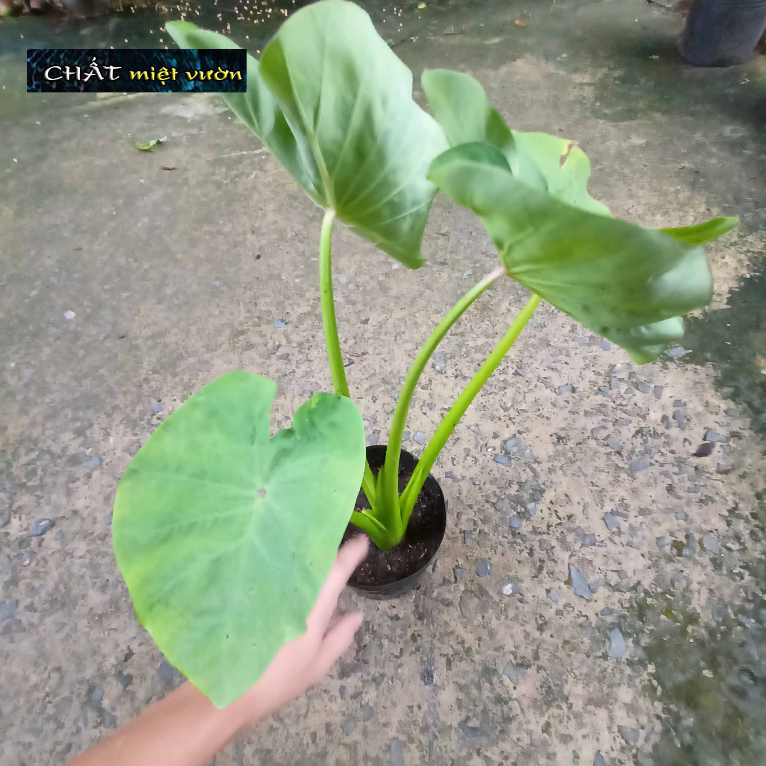 Combo 10 cây môn ngọt giống siêu bẹ/siêu ngó
