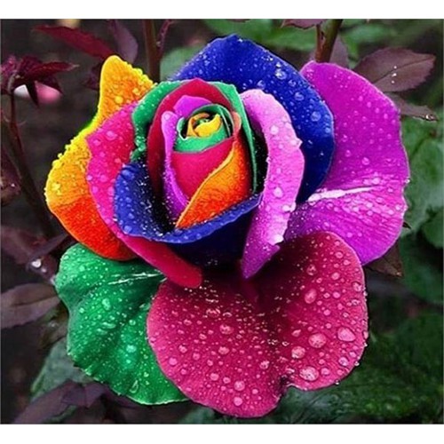 "Gói 20 Hạt " Hạt giống hoa hồng nhiều màu ( hồng cầu vòng )