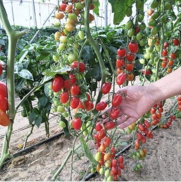 HẠT CÀ CHUA CHERRY ( gói 40 hạt)