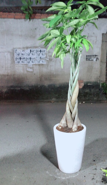 Chậu Cây Kim Ngân Cao 1m2