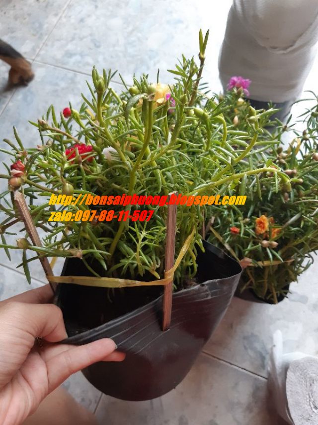 combo 3 chậu hoa 10 giờ THÁI - VIỆT - MỸ