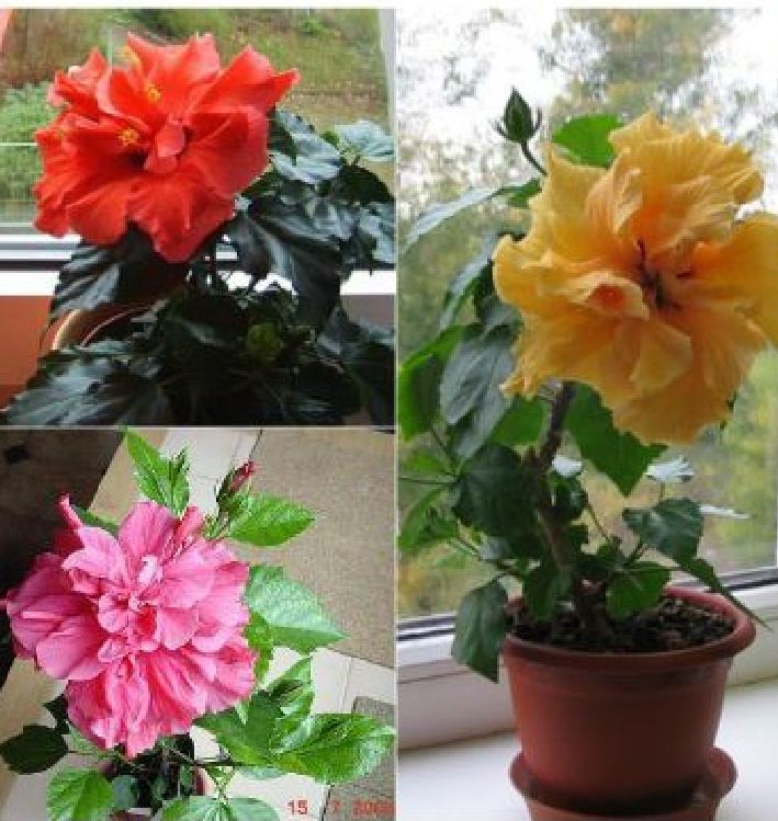 Hạt giống hoa râm bụt lùn Thái  nhiều màu - 1 gói 10 hạt