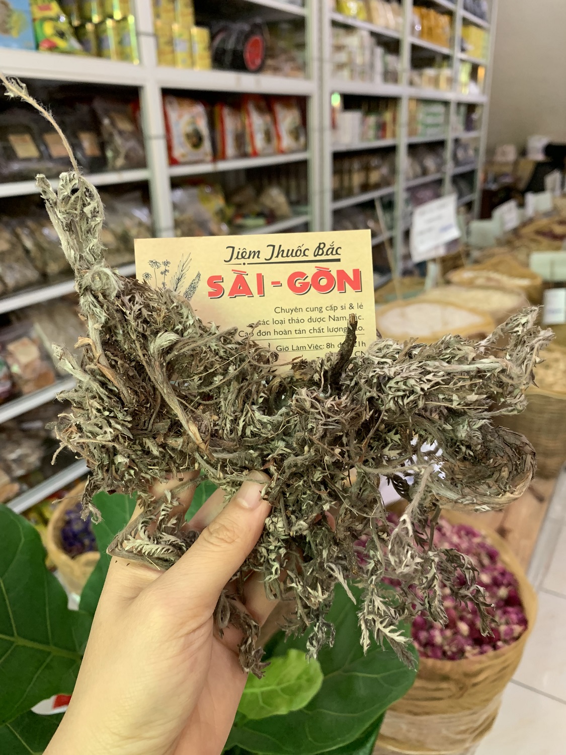 Bắc Tử Thảo 500g