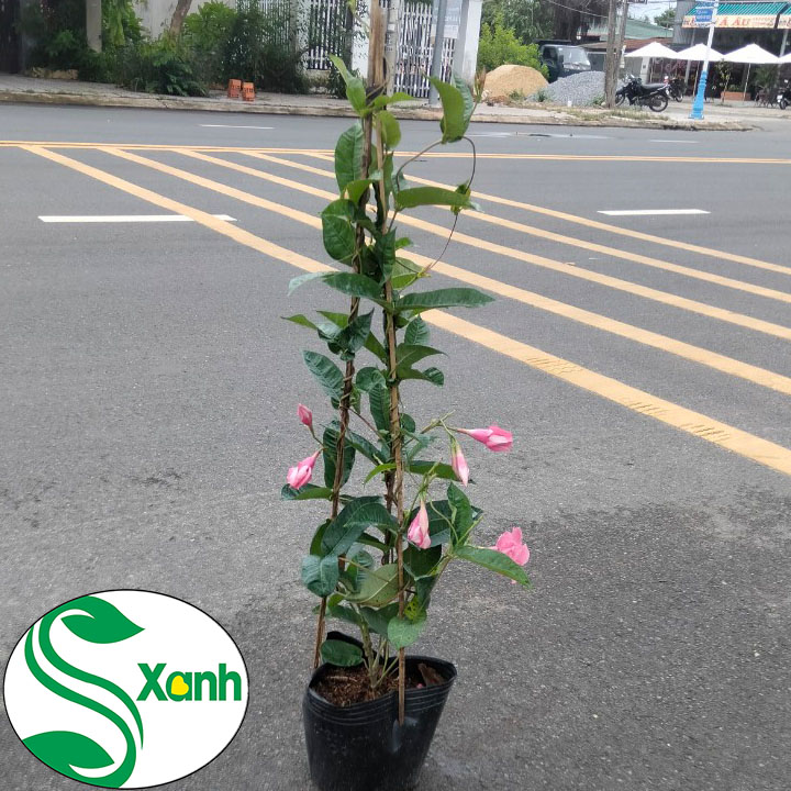 Hoa Leo Hồng Anh Cánh Kép