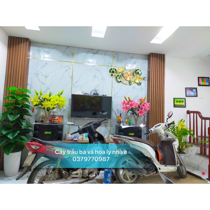 Cây trầu bà cột giả 1 mét 60 siêu to