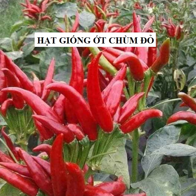 Hạt giống ớt chùm siêu cay Thái Lan - gói 0.5gram - 95 hạt