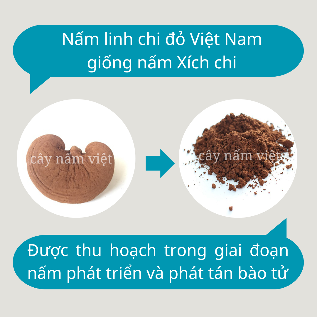 Bào tử nấm linh chi đỏ 100g CNV