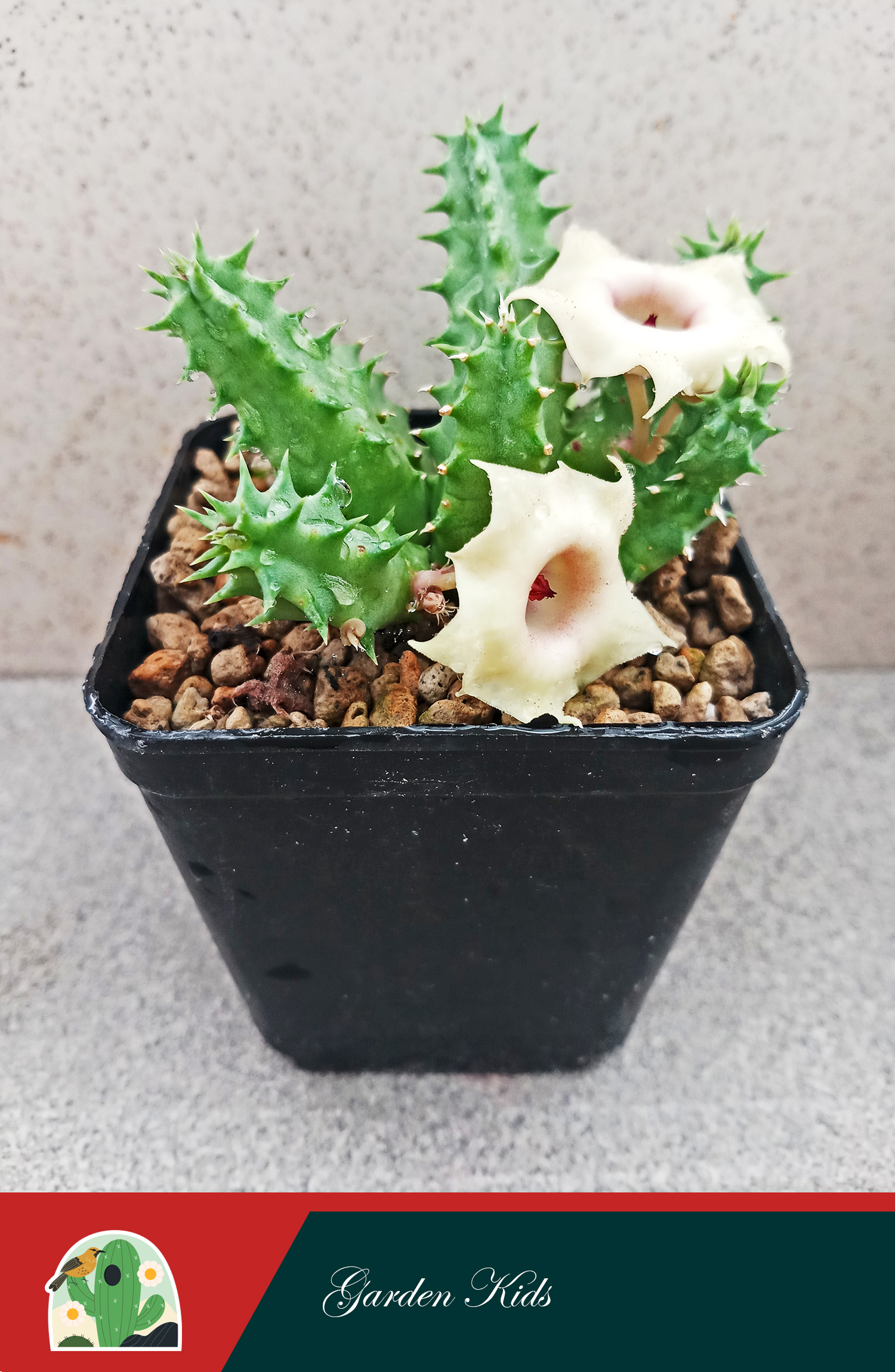 Xương rồng sao biển hoa vàng (Huernia Somalica)
