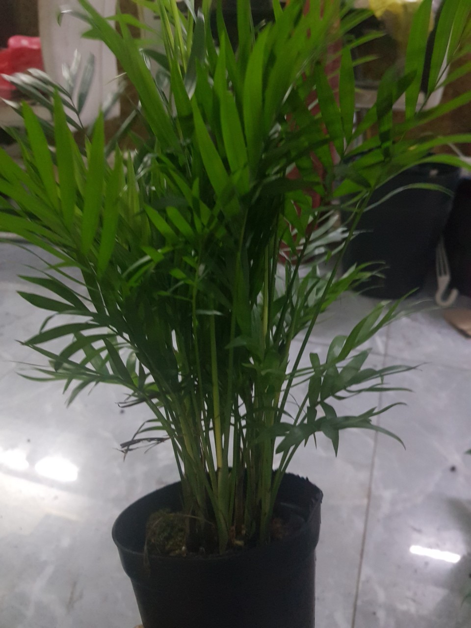 combo cau tiểu trâm và cọ kiểng