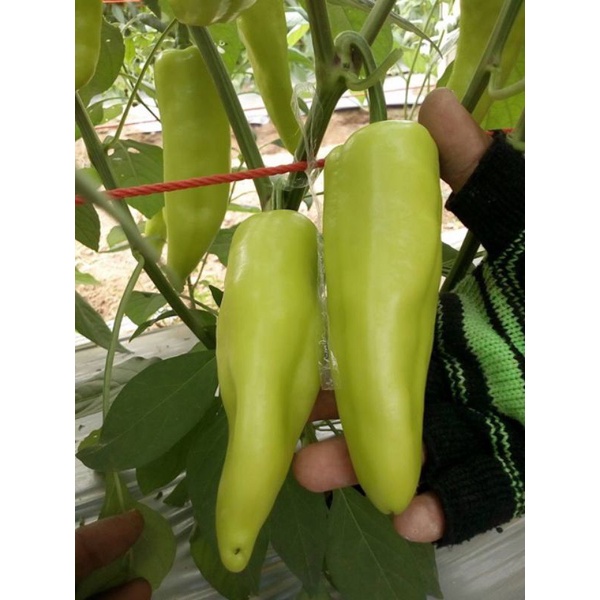 Hạt giống ớt đùi gà Thái Lan