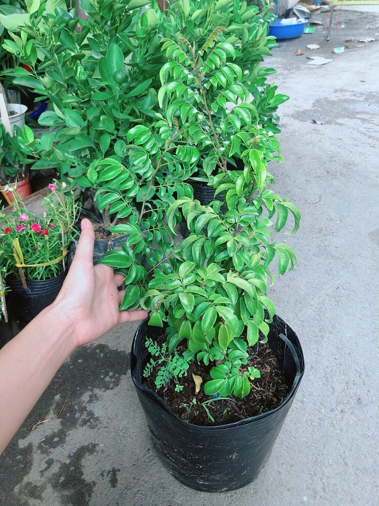 Cây Khế Trái Đầy Cây